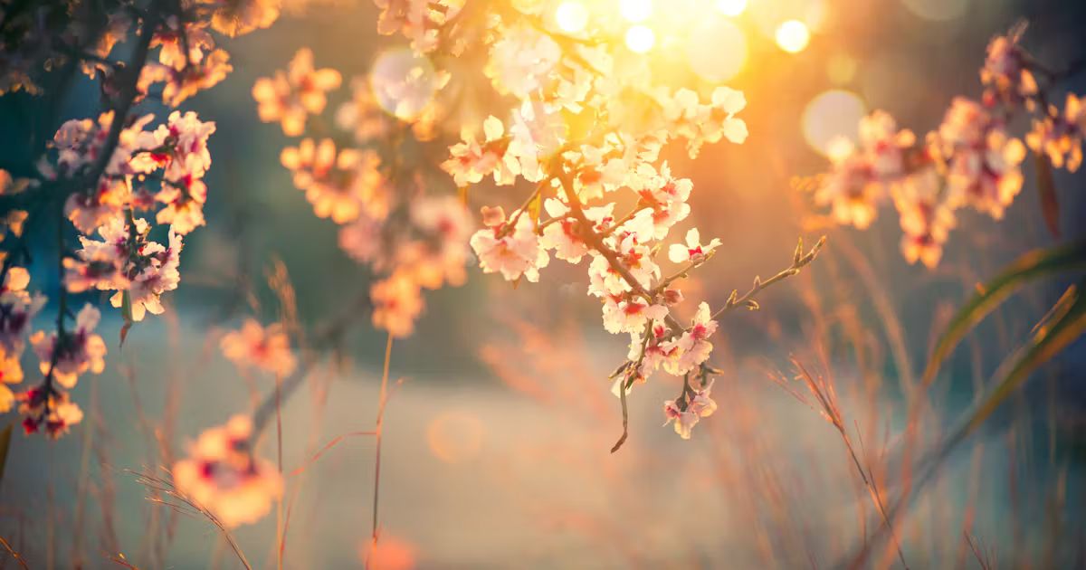 Bible Verses About Blooming